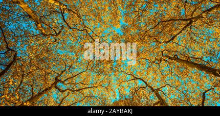 Autunm trees in the park, perfect fall scenery Stock Photo