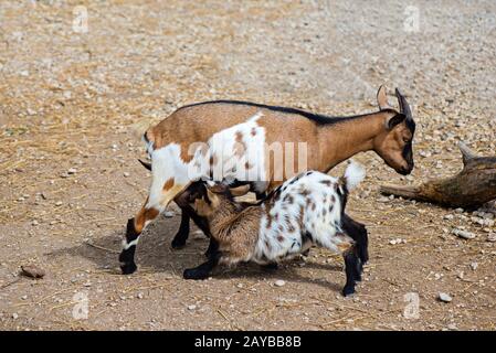 Goat feeds goatlings Stock Photo