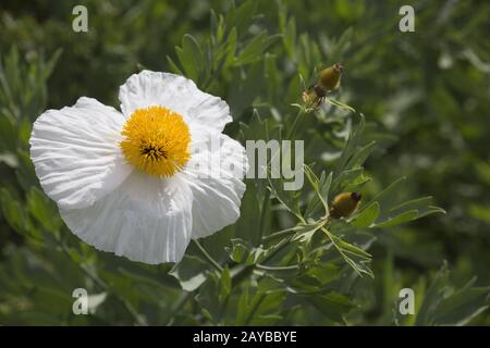 Coulter's Matilija poppy or California tree poppy (Romneya coulteri) in the botanical garden Stock Photo