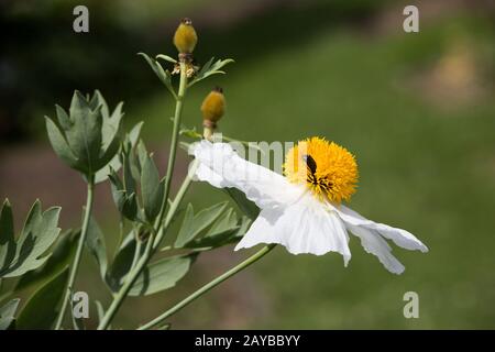 Coulter's Matilija poppy or California tree poppy (Romneya coulteri) in the botanical garden Stock Photo