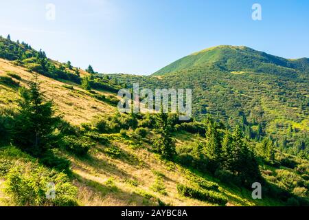 mountain scenery in the morning. coniferous trees on forested hillside with grassy slopes. sunny weather with cloudless sky. chernogora ridge landscap Stock Photo