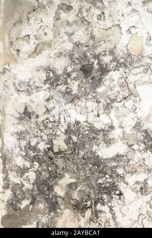 Effect of humidity on an old wall Stock Photo