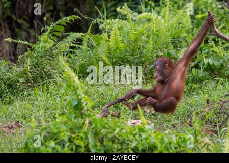 A playful 2 year old baby boy Orangutan (Pongo pygmaeus) on an Orangutan Island (designed to help the orangutans in their rehabilitation) at Samboja n Stock Photo