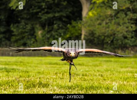 UK - Harris Hawk in Flight at low level Stock Photo