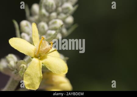 Hungarian mullein or showy mullein Stock Photo