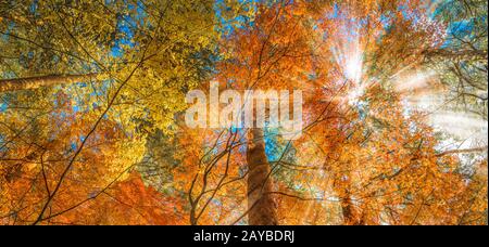 multi colour trees in the autumn forest Stock Photo