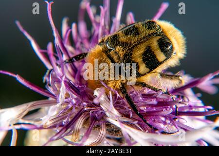 Bee Beetle Stock Photo