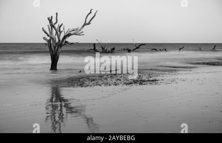 Driftwood and washed out trees at the beach on Hunting Island Stock Photo