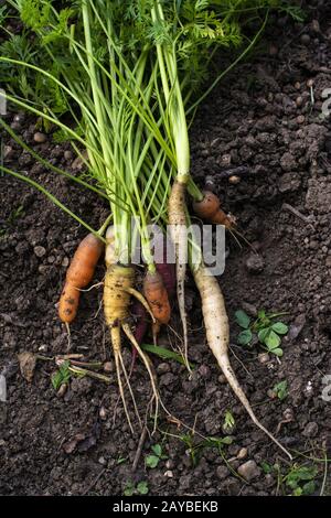 Carrots from small organic farm. Woman Multi colored carrots in a garden Stock Photo