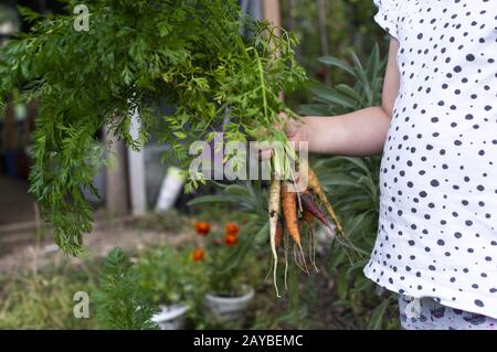 Carrots from small organic farm. Kid farmer hold multi colored carrots in a garden. Stock Photo