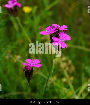 Carthusian pink, Dianthus carthusianorum, Stock Photo
