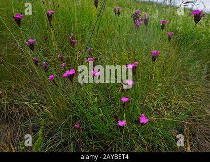 Carthusian pink, Dianthus carthusianorum, Stock Photo
