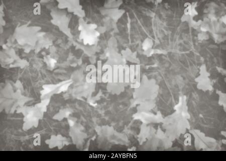 Black and white background image of fallen leaves Stock Photo