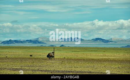 Mountain plateau in the area Zavkhan River Stock Photo