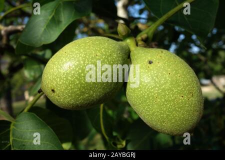 green walnuts Stock Photo