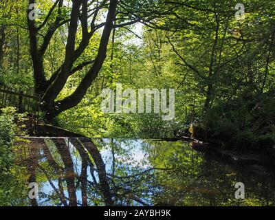 forest trees reflected in a calm river with dense tangled vibrant sunlit green summer foliage in calderdale west yorkshire Stock Photo