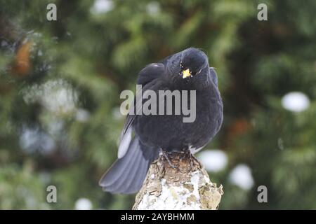 blackbird Stock Photo