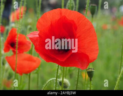 close up of a bright red common poppy flower with buds with a blurred summer meadow background Stock Photo