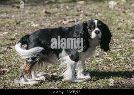 Cavalier King Charles Spaniel closeup in autumn park Stock Photo