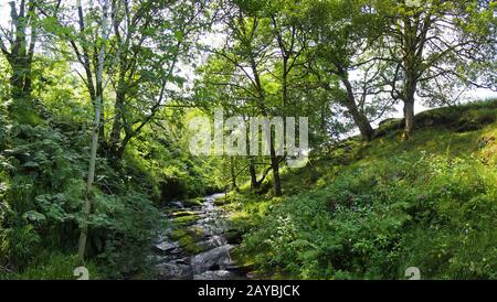 a hillside stream running over rocks in a small wooded valley surrounded by summer trees in jumble hole clough in west yorkshire Stock Photo