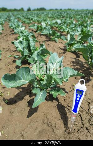 PH meter digital device pricked in the soil. Stock Photo