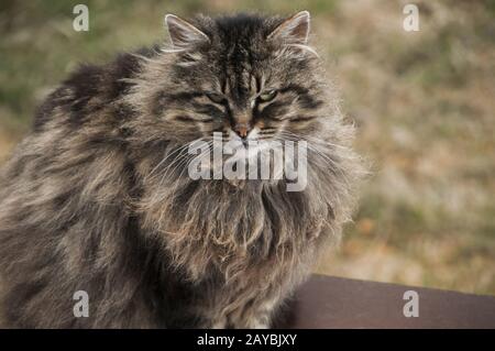Norwegian purebred forest cat portrait head closeup Stock Photo