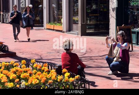 Spring tulips on Pearl Street Mall is a spring tradition in Boulder, CO Stock Photo