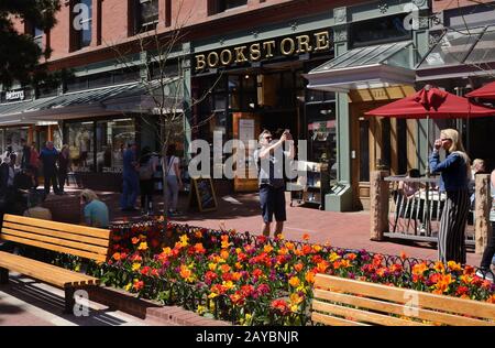 Thousands of blooming tulips on Pearl Street Mall is a spring tradition in Boulder, Colorado Stock Photo