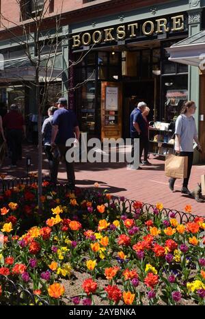 Thousands of blooming tulips on Pearl Street Mall is a spring tradition in Boulder, Colorado Stock Photo