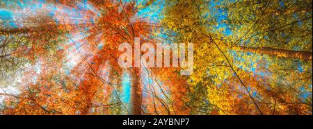 multi colour trees in the autumn forest Stock Photo