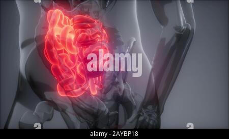 Human Small Intestine Radiology Exam Stock Photo