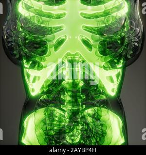 Transparent Human Body with Visible Bones Stock Photo