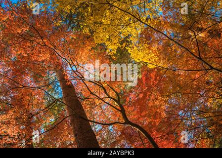 multi colour trees in the autumn forest Stock Photo