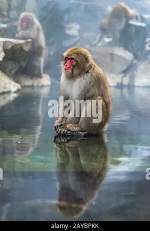 Snow monkey or Japanese Macaque in hot spring onsen Stock Photo