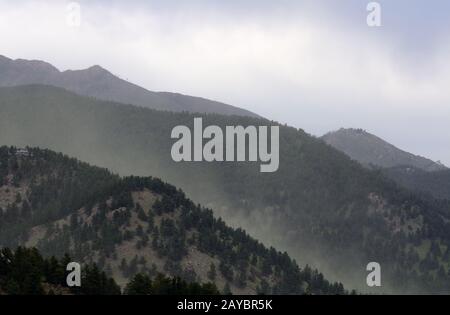 Every spring huge amounts of Ponderosa Pine pollen are set airborne by ...