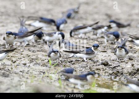 House martins building nests Stock Photo