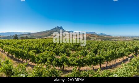 Beautiful landscape of Cape Winelands, wine growing region in South Africa Stock Photo