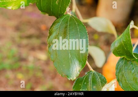 Adaxial Side Of Coolie Plum Leaf Stock Photo