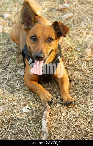 Cute mixed breed dog playing on a meadow. Age almost 2 years. Parson Jack Russell - German shepherd - Chihuahua mix. Stock Photo