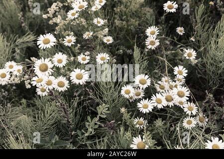 Beautiful Daisy flowers on a background of green leaves. Stock Photo