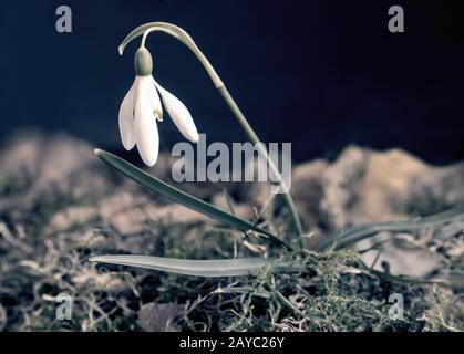 Snowdrops are the first spring flowers among the leaves. Stock Photo