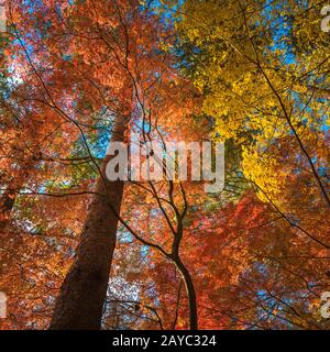 multi colour trees in the autumn forest Stock Photo