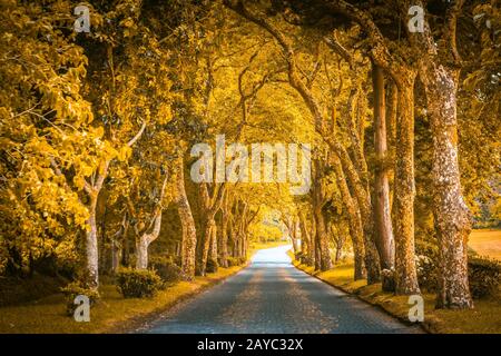 Park alley with trees in autumn colours Stock Photo