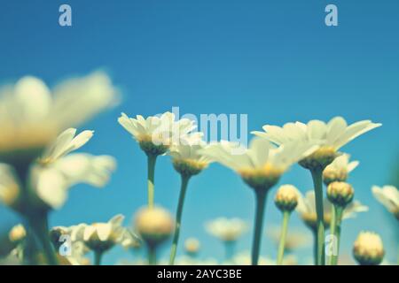 beautiful white daisies on a meadow Stock Photo