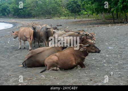 Water buffaloes resting on the beach at Sangean village, Sangeang Api Volcano Island near Sumbawa Island, Lesser Sunda Islands, Indonesia. Stock Photo