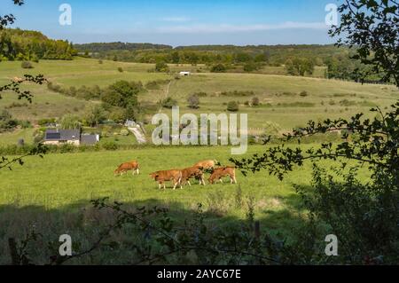 View of a herd of cows on the pasture Stock Photo