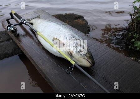 big trout fish with fishing rod Stock Photo