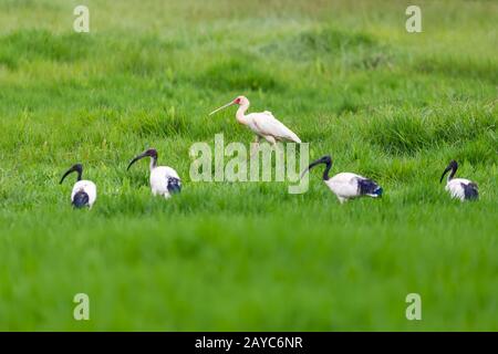 African spoonbill and Sacred irbis, Ethiopia wildlife Stock Photo