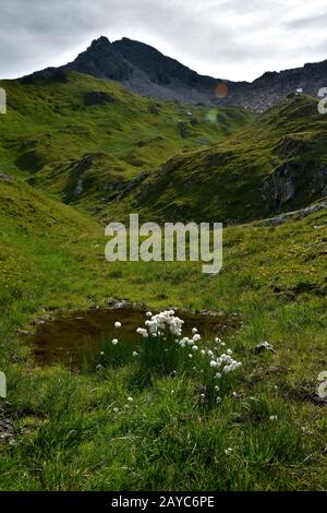 cotton-grass in the zillertaler alps, austria Stock Photo