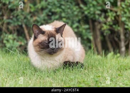 Beautiful Ragdoll domestic cat enjoys it sitting in the green grass Stock Photo